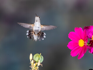 Hummingbird