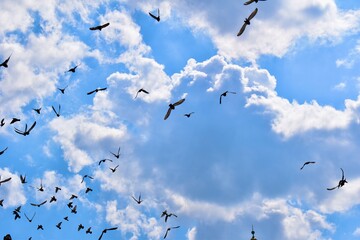 Birds in the sky