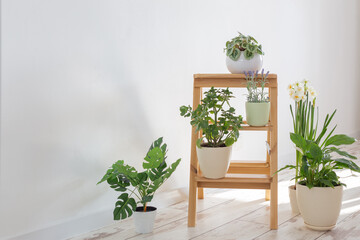 house plants on wooden ladder indoor