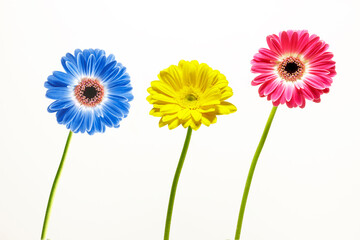 Fresh daisy flowers, close-up
