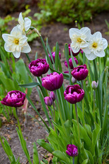 Blooming purple tulips and white daffodils in the garden