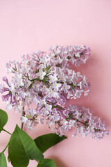 spring background. flower frame of lilac branches