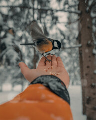 A person feeds a small yellow bird from his hand