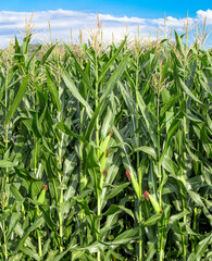 Fototapeta premium Cornfield closeup with ears of green corn.