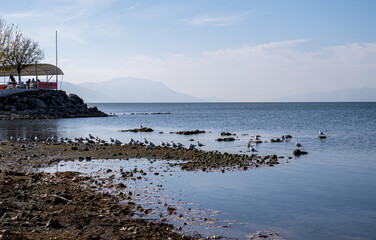 seagulls and lake view.