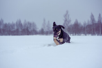 Black funny mixed breed dog without collar jump into the snowdrift.