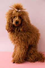 Red miniature shaggy unkempt Poodle close-up on pink background