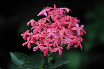 Spring flower in Central Park, Salt Lake