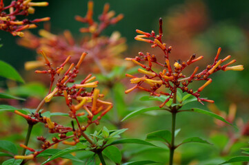 Spring flowers in Central Park, Salt Lake