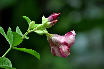 Spring flower in Central Park, Salt Lake