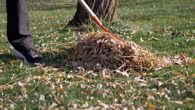 Janitor Sweeps Fallen Dry Yellow Leaves in Yard with a Rake on Green Lawn. A utility worker collects foliage on grass in a large pile. Cleaning of territory, yard, park in warm sunny autumn weather.