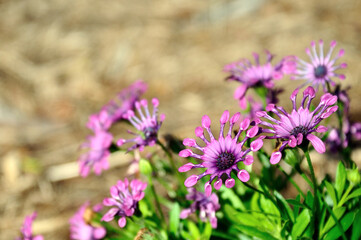 Astra Purple Spoon African Daisy or Osteospermum exotic tropical flower.