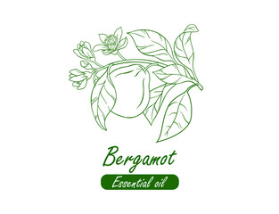 bergamot essential oil icon, line art vector illustration  - obrazy, fototapety, plakaty