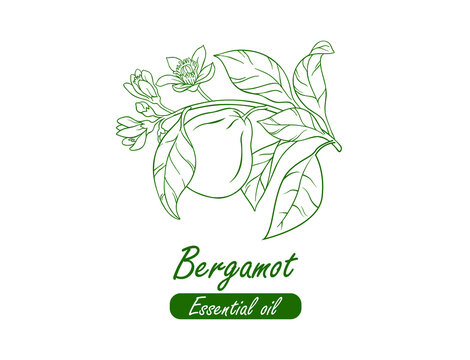 bergamot essential oil icon, line art vector illustration 
