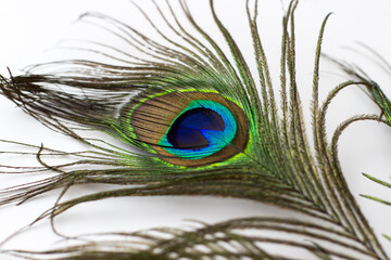 Peacock feather on a white background