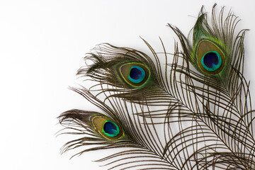Peacock feather on a white background. Space for text