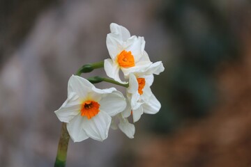 Narcisse à bouquet