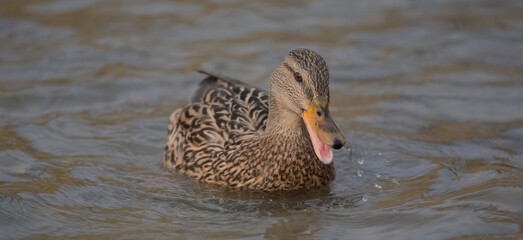 Mallard duck in the water © Klimczak-Krajewska