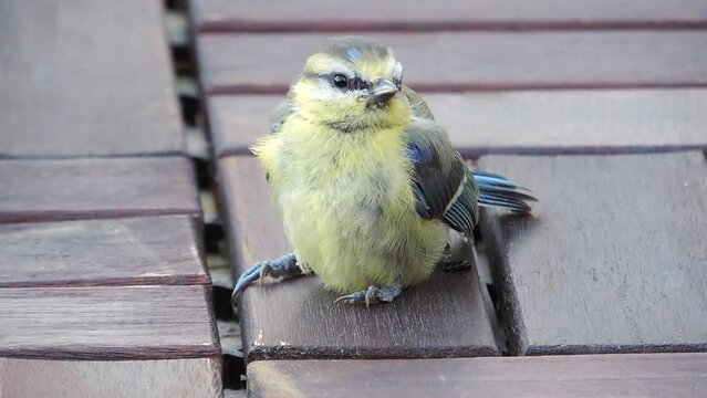 Closeup of bird (Eurasian blue tit) after hitting a glass window accident.