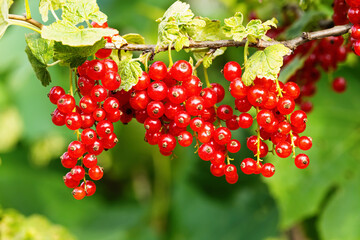 Ripe red currants (Ribes rubrum) in homemade garden. Fresh bunch of natural fruit growing on branch on farm. Close-up. Organic farming, healthy food, BIO viands, back to nature concept.
