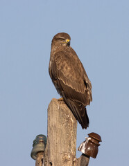 RETRATO DE BUSARDO O AGUILUCHO RATONERO BUTEO BUTEO POSADO EN UN PALO