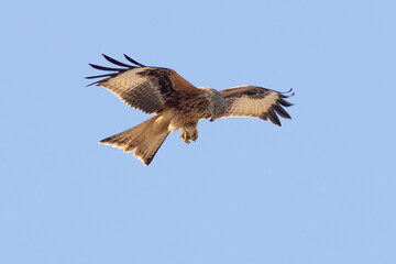 MILANO REAL MILVUS MILVUS VOLANDO