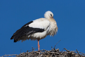 RETRATO DE CIGÜEÑA BLANCA CICONIA CICONIA EN EL NIDO CON FONDO AZUL DEL CIELO