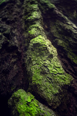 Tree texture perspective in a beautiful tropical forest. Tree textures in wet green forest. Sustainable tourism concept. Hike in the green forest. Trekking concept. Amatlan, Mexico