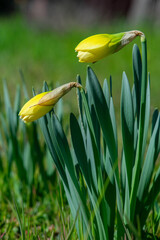 Two daffodil buds getting ready to open in Springtime