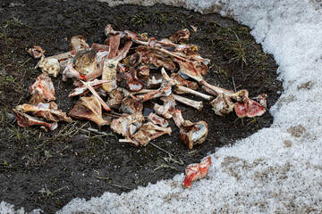  bones with traces of meat lie on the ground