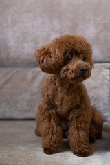 poodle toy brown colour, sitting on the sofa in a house
