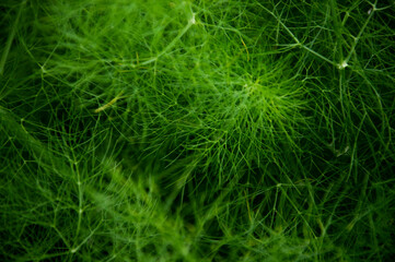 green grass background