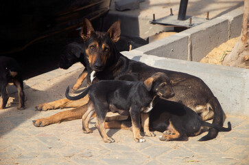 Dog and puppies