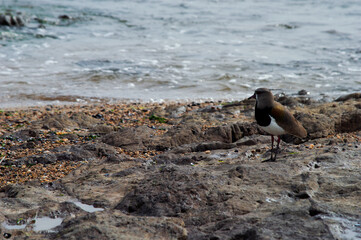 seagull on the beach