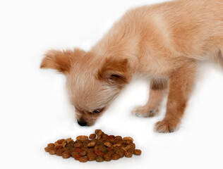 puppy with a pile of dry dog food on a white background