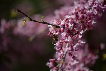 Sakura is the collective name of 11 species and several varieties of trees of the Plum subfamily; often denotes small-serrated cherry.  