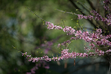 Sakura is the collective name of 11 species and several varieties of trees of the Plum subfamily; often denotes small-serrated cherry.  