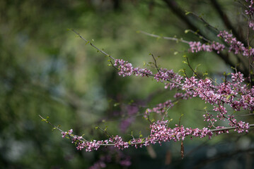 Sakura is the collective name of 11 species and several varieties of trees of the Plum subfamily; often denotes small-serrated cherry.  