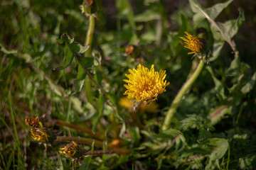 Dandelion in the grass. Yellow dandelion flower. Green grass. Close-up. Spring Green. Spring mood.