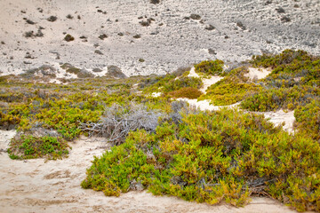 typical vegetation on fuerteventura beaches
