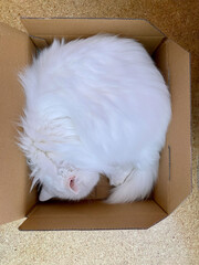Wiße Katze liegt schlafend zusammen gerollt in einem Karton