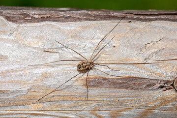 harvestman or daddy longlegs - order Opiliones on a piece of wood