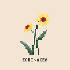 Obraz premium Pixel art echinacea. Vintage 90s gaming 8 bit icon of echinacea flower. Vector pixel yellow echinacea game pattern.