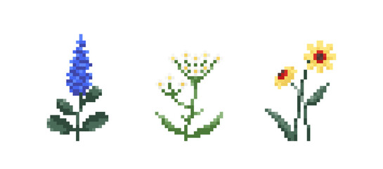 Set of Pixel art flowers. Vintage 90s gaming 8 bit icon of lavender, echinacea and echinacea flowers. Vector pixel filed and wild flowers for game and print - obrazy, fototapety, plakaty