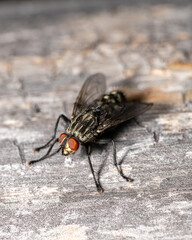 close up view of a fly with red eyes - common flesh fly - Sarcophaga carnaria