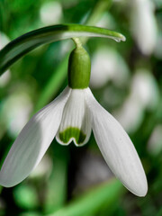 Fresh snowdrop flowers