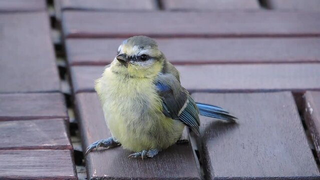 Closeup of bird (Eurasian blue tit) after hitting a glass window accident.