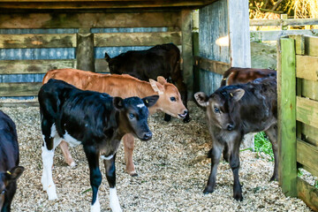 Working dairy farm in Taranaki, New Zealand
