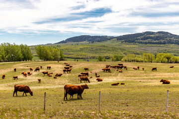 Naklejka na ściany i meble Cattle grazing in a field. MD of Pincher Creek. Alberta, Canada