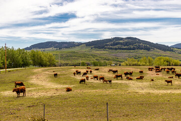 Obraz premium Cattle grazing in a field. MD of Pincher Creek. Alberta, Canada